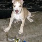 *AMERICAN PITBULL TERRIER*
RED NAISE
2 meses y 3 semanas 

ROCKY RED NAUSE 
**PARQUE BAJO**

